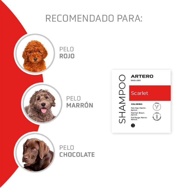 Champú Artero Scarlet recomendado para perros de pelo rojo, marrón y chocolate