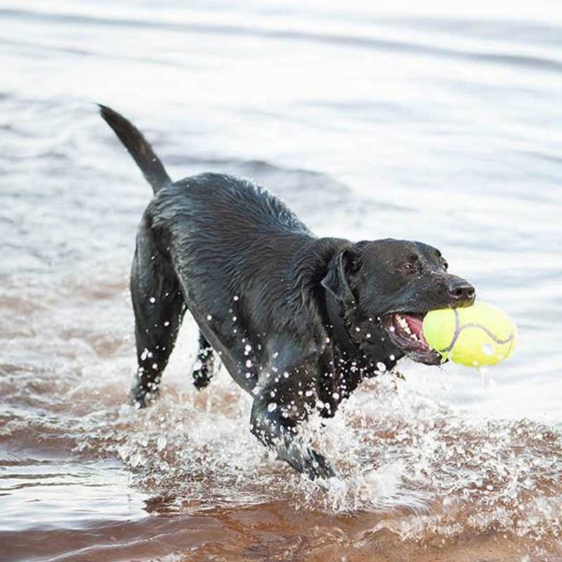 KONG para perros Juguete de lanzar y traer