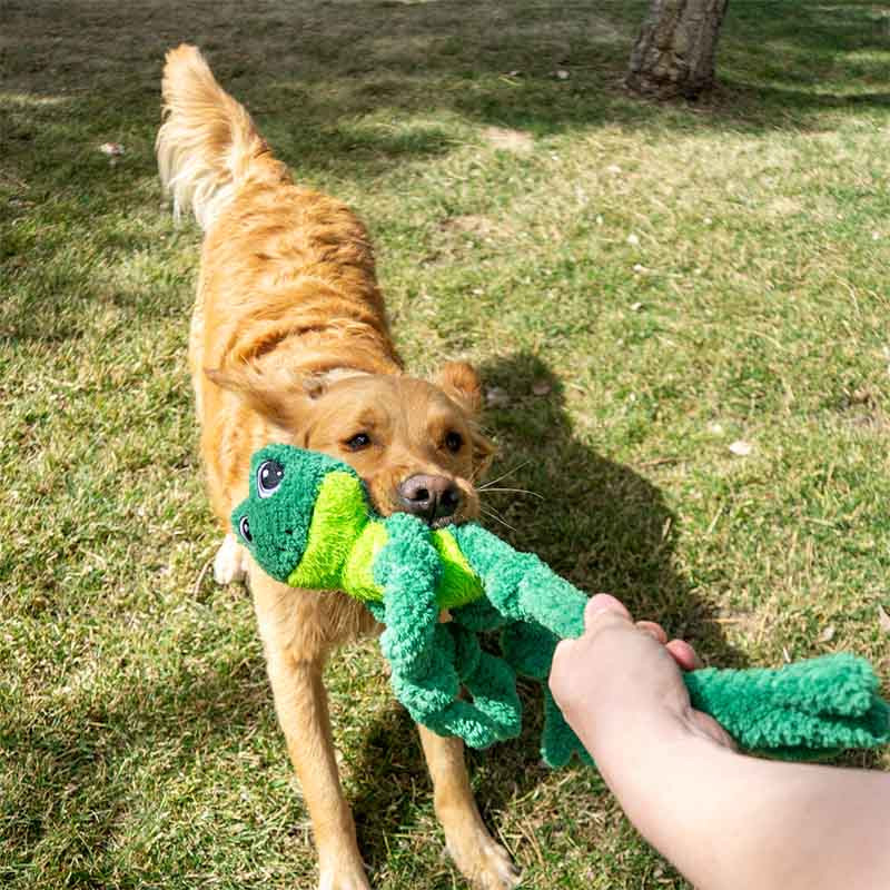 Perro jugando con el peluche KONG Knots Frog