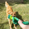 Perro jugando con el peluche KONG Knots Frog