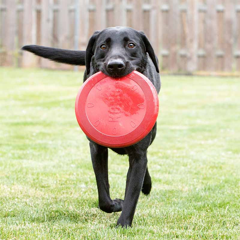 KONG Juguete de lanzar y recoger