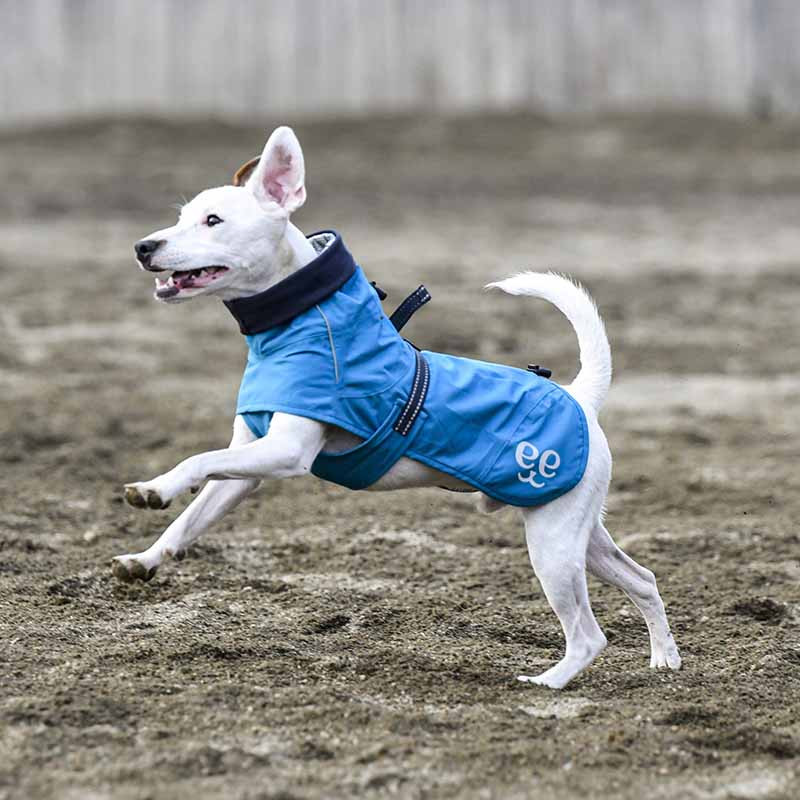 Perro con Freedog abrigo chubasquero High Comfort azul