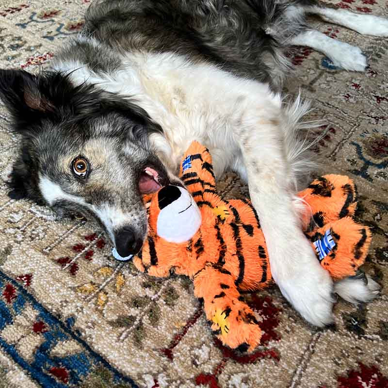 Perro jugando con peluche KONG Wild Knots Tiger