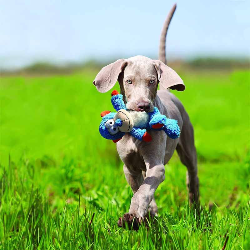 perro-jugando-con-peluche-kong-cross-knots-monkey