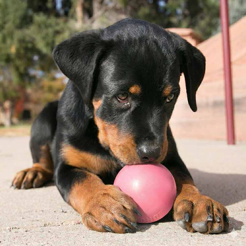 perro-jugando-pelota-kong-puppy-ball-talla-s-agujero-cachorros