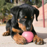 perro-jugando-pelota-kong-puppy-ball-talla-s-agujero-cachorros