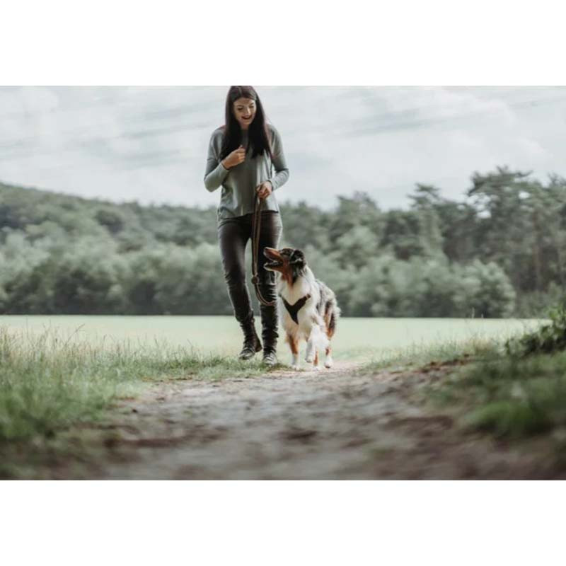 imagen-perro-con-correa-hunter-cuero-ajustable-color-marron