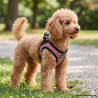 perro-con-hunter-arnes-comfort-rosa-claro