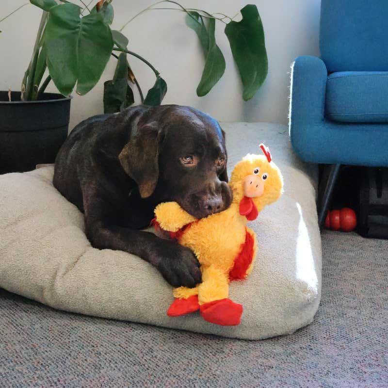 perro-jugando-con-juguete--kong-knots-chicken
