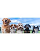 Todo lo que necesitas para tu perro - CrazyAnimal