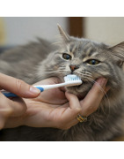 Cuidado Dental para Gatos Productos para una Boca Sana - CrazyAnimal